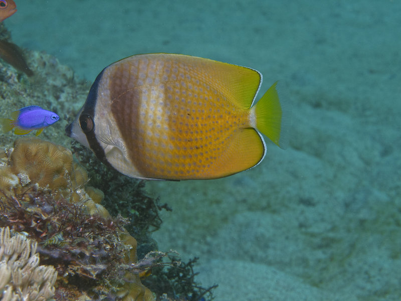 Butterfly Fish, Sabang Wreck